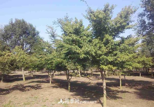 南陽月季苗木行業(yè)專業(yè)術(shù)語大全，你知多少？?jī)?nèi)容太多(圖2)