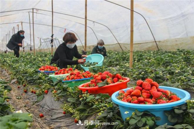 南陽今年農業(yè)農村重點工作和目標敲定！(圖3)