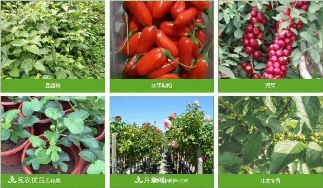 南陽普吉園苗木農(nóng)業(yè)科技示范園區(qū)(圖1)