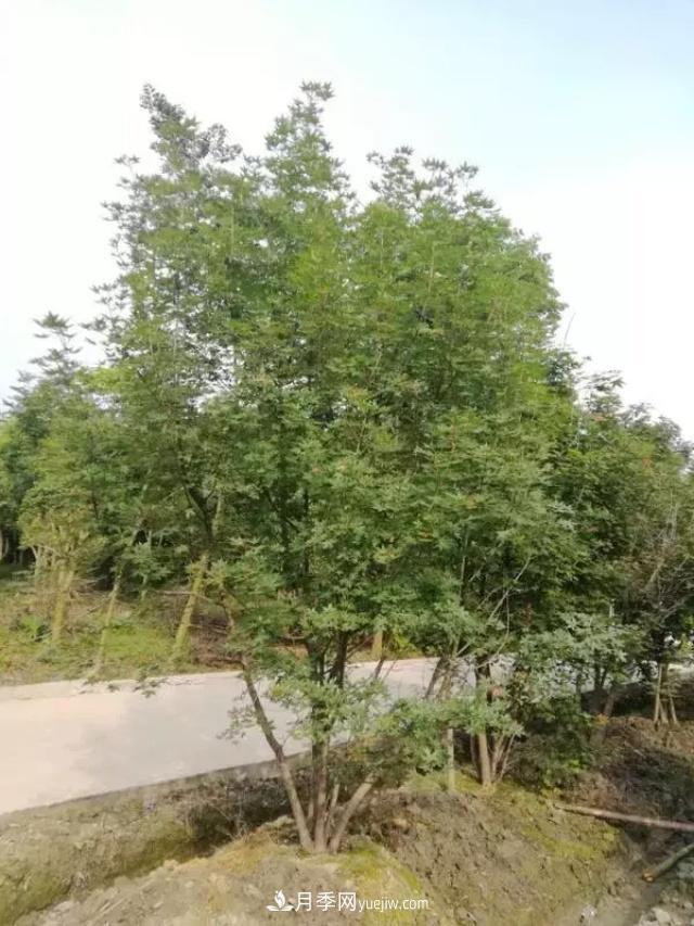 2020下半年鄉(xiāng)土樹種漲價(jià)趨勢明顯，這8種苗木***吃香(圖2)