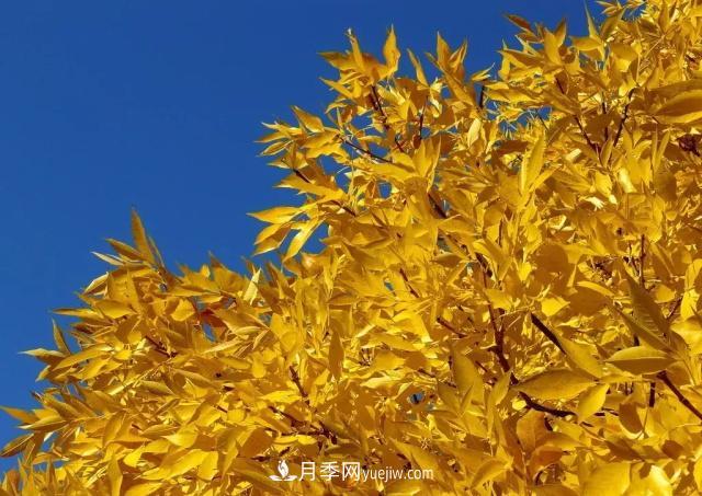 2020下半年鄉(xiāng)土樹種漲價(jià)趨勢明顯，這8種苗木***吃香(圖3)