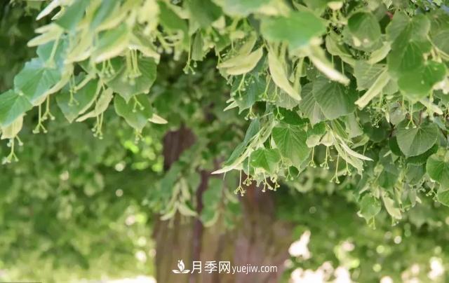 2020下半年鄉(xiāng)土樹種漲價(jià)趨勢明顯，這8種苗木***吃香(圖7)