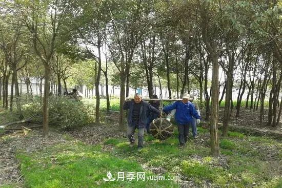 河南苗木人再不求變，終將被高昂的人工成本拖垮(圖1)