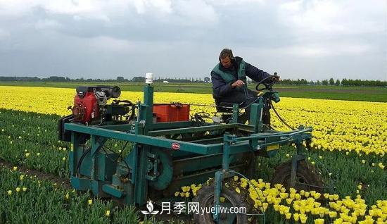 河南苗木人再不求變，終將被高昂的人工成本拖垮(圖2)