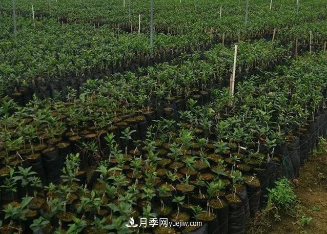 南陽(yáng)果樹(shù)苗大容器育苗技術(shù)(圖1)