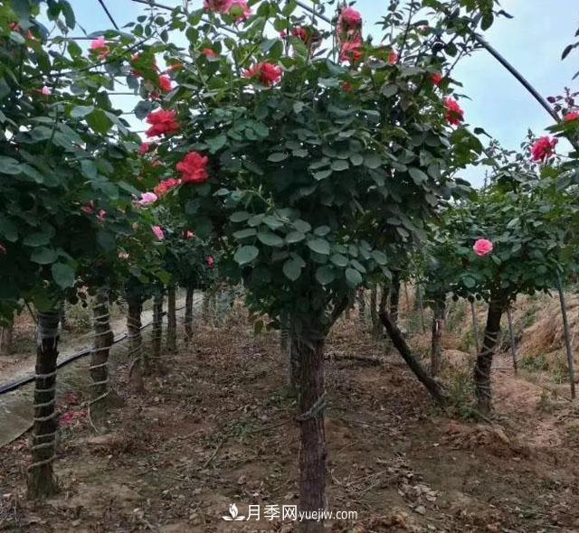 月季樹冬天怎么修剪？(圖1)