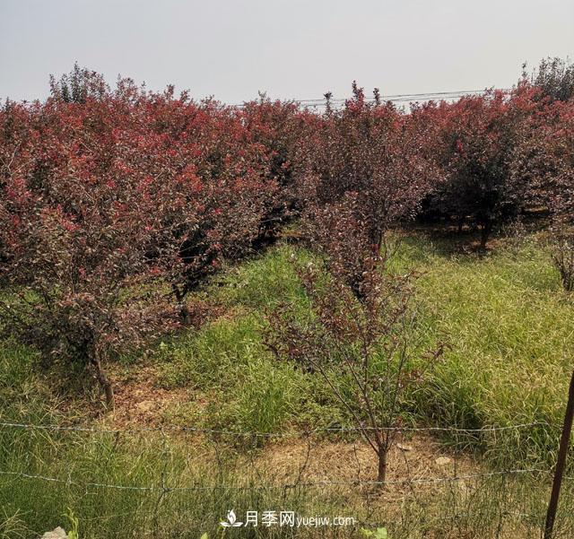 南陽(yáng)紫葉李苗木基地，紫葉李都有哪些優(yōu)點(diǎn)和特點(diǎn)？(圖2)