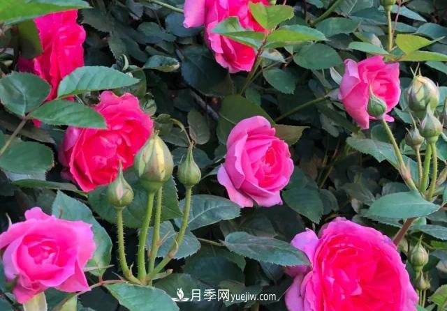 10種多刺月季籬笆防護用，修剪也需要小心(圖5)