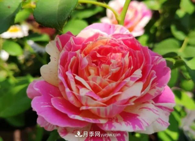 10種多刺月季籬笆防護用，修剪也需要小心(圖6)
