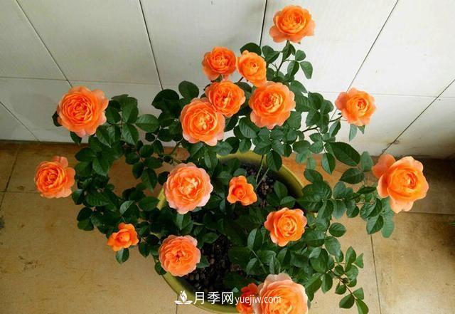 四種對光照要求高的月季花，適合放在北陽臺(圖1)