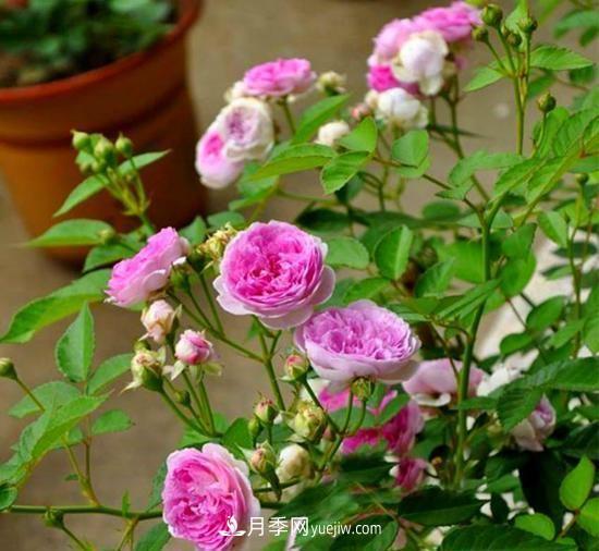 四種對光照要求高的月季花，適合放在北陽臺(圖5)