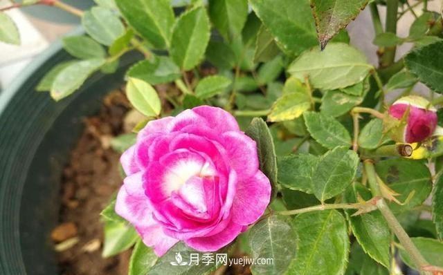 四種對光照要求高的月季花，適合放在北陽臺(圖4)