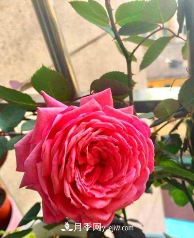 四種對光照要求高的月季花，適合放在北陽臺(圖3)