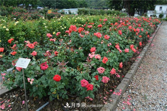 花開(kāi)華南地區(qū)，哪些月季品種，征服了廣州這片“熱土”？(圖7)