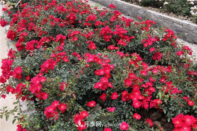 花開(kāi)華南地區(qū)，哪些月季品種，征服了廣州這片“熱土”？(圖11)