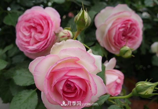雙11必買的5款爆火月季，勤花好看耐開(圖3)