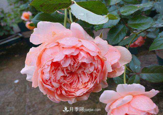 雙11必買的5款爆火月季，勤花好看耐開(圖4)