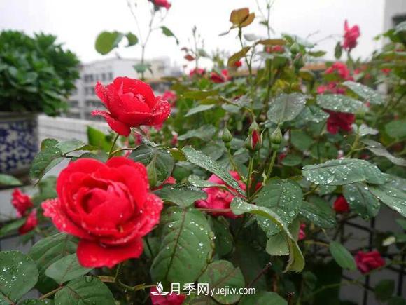 月季，十月那一團紅色的夢(圖1)