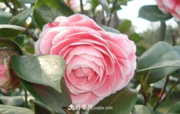 月季炭疽病癥狀、發(fā)病特點(diǎn)及防治方法(圖2)