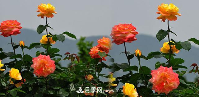 南陽月季香飄九洲，南陽市臥龍區(qū)月季產(chǎn)業(yè)發(fā)展綜述(圖3)