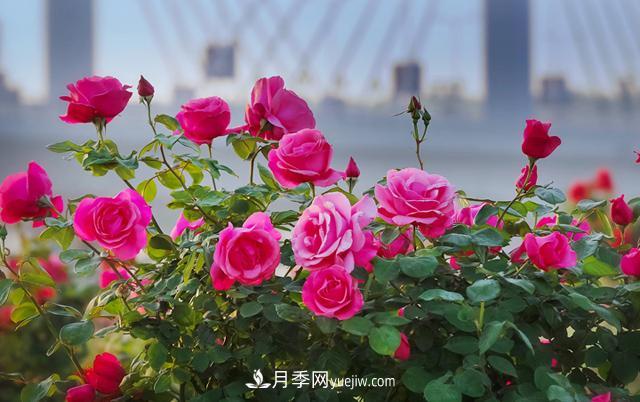 南陽月季香飄九洲，南陽市臥龍區(qū)月季產(chǎn)業(yè)發(fā)展綜述(圖2)