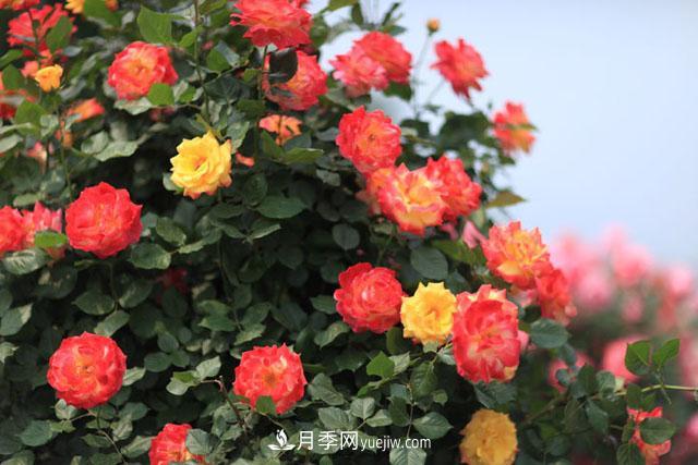 藤本月季為什么不開花？(圖1)