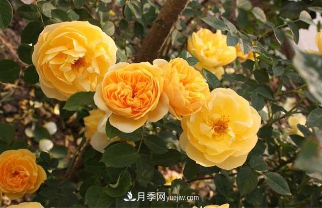 藤本月季為什么不開花？(圖2)