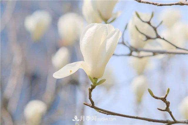 南陽(yáng)玉蘭基地，白玉蘭的花期是什么時(shí)候(圖2)