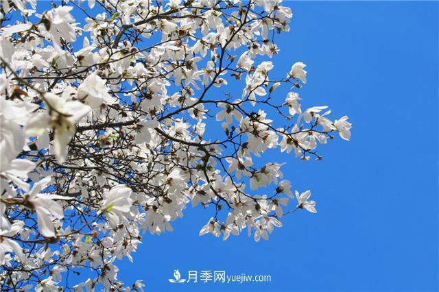 南陽(yáng)玉蘭基地，白玉蘭的花期是什么時(shí)候(圖3)