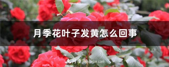 月季花葉子發(fā)黃怎么回事？4個(gè)原因(圖1)