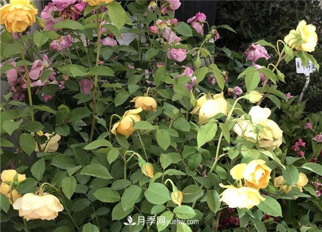 月季花葉子發(fā)黃怎么回事？4個(gè)原因(圖3)