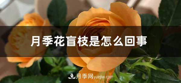月季花盲枝是怎么回事？怎么處理？(圖1)