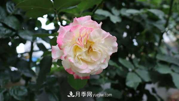 月季花盲枝是怎么回事？怎么處理？(圖2)