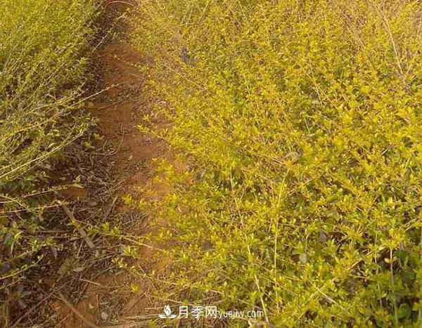 連翹的生長(zhǎng)習(xí)性，品種與類(lèi)別的介紹(圖1)