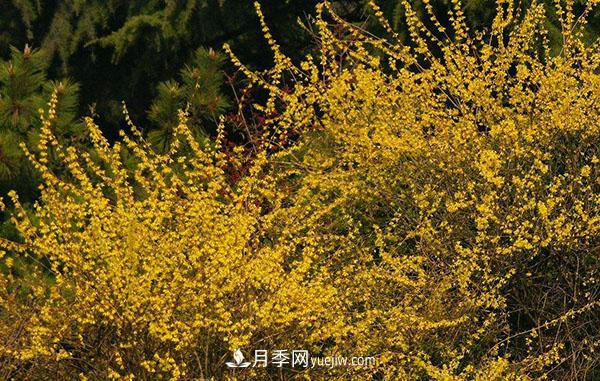 連翹的生長(zhǎng)習(xí)性，品種與類(lèi)別的介紹(圖3)
