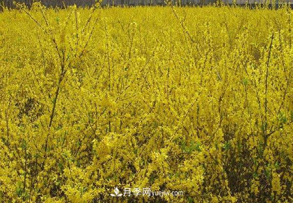 連翹的生長(zhǎng)習(xí)性，品種與類(lèi)別的介紹(圖2)