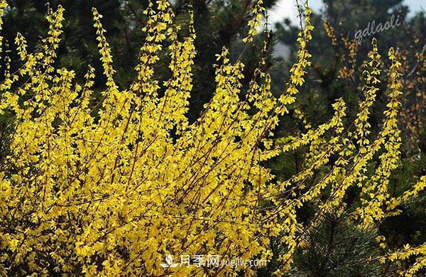 連翹的生長(zhǎng)習(xí)性，品種與類(lèi)別的介紹(圖4)
