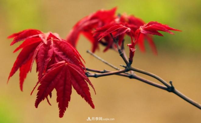日本紅楓、美國紅楓、中國紅楓這樣區(qū)分，認(rèn)識這種彩葉苗木(圖1)