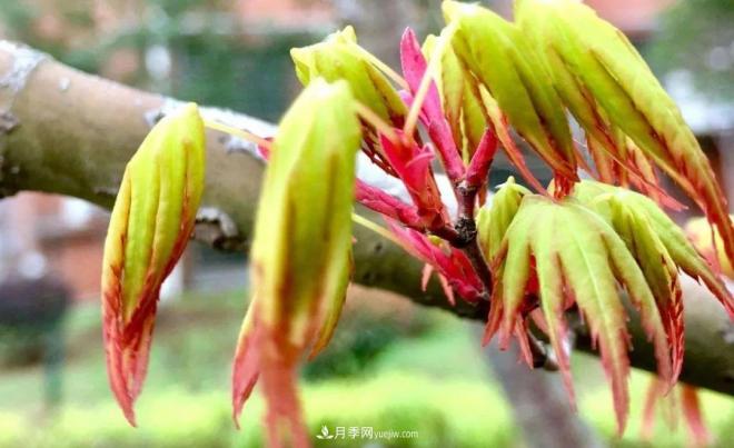 日本紅楓、美國紅楓、中國紅楓這樣區(qū)分，認(rèn)識這種彩葉苗木(圖3)