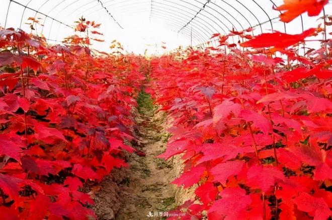 日本紅楓、美國紅楓、中國紅楓這樣區(qū)分，認(rèn)識這種彩葉苗木(圖8)