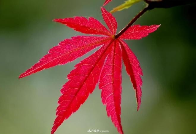 日本紅楓、美國紅楓、中國紅楓這樣區(qū)分，認(rèn)識這種彩葉苗木(圖5)