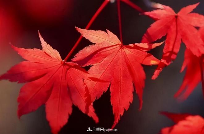 日本紅楓、美國紅楓、中國紅楓這樣區(qū)分，認(rèn)識這種彩葉苗木(圖4)