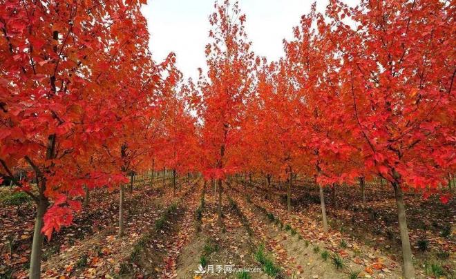 日本紅楓、美國紅楓、中國紅楓這樣區(qū)分，認(rèn)識這種彩葉苗木(圖9)