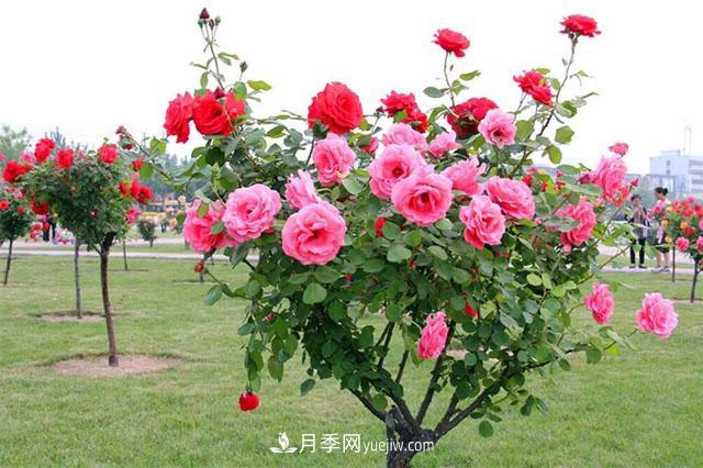 樹狀月季，月季新品，綠化之選，美出天際(圖2)