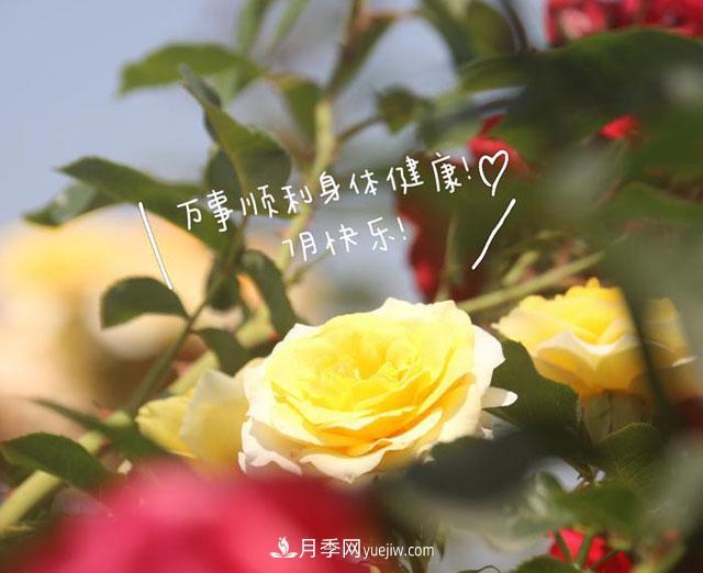 月季科學(xué)養(yǎng)護(hù)大盤(pán)點(diǎn)，讓你少走彎路！(圖1)
