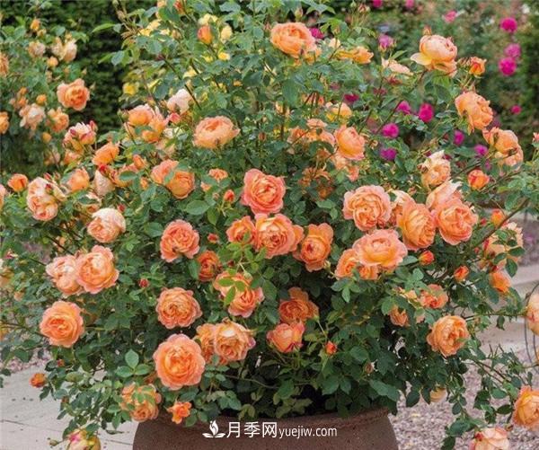 推薦6款月季，高貴典雅的花名讓人過目不忘(圖5)