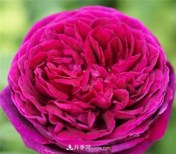 推薦6款月季，高貴典雅的花名讓人過目不忘(圖6)