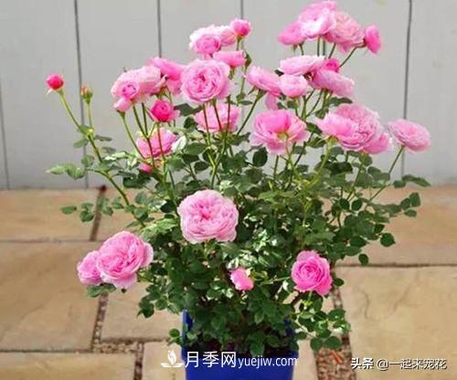 5種微型月季，好養(yǎng)又好看，是陽臺盆栽月季佳品(圖1)