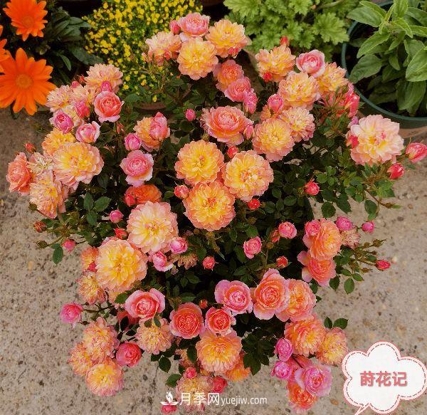 月季冬剪養(yǎng)護(hù)，豈能“統(tǒng)一行動(dòng)”？此篇揭開冬剪時(shí)間之謎(圖2)