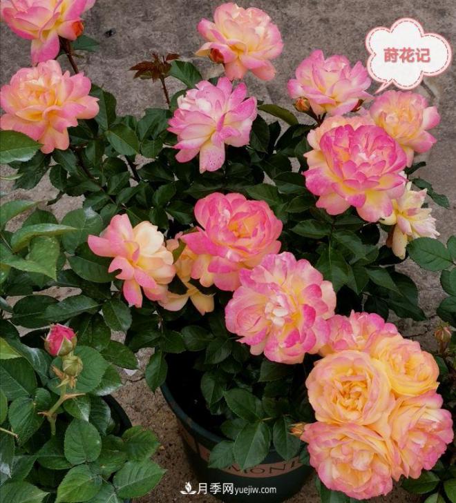 月季冬剪養(yǎng)護(hù)，豈能“統(tǒng)一行動(dòng)”？此篇揭開冬剪時(shí)間之謎(圖3)